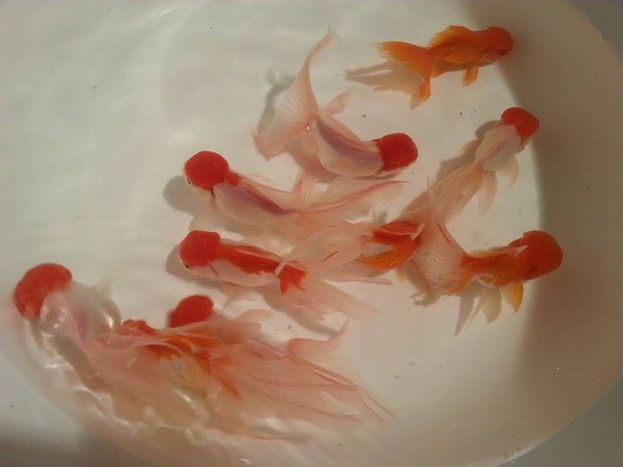 lion head 5 - carasi si koi