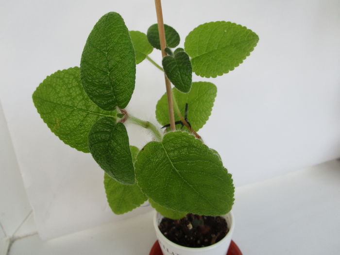 Bullatta (6-XI-2014) Bullatta (6-XI-2014)