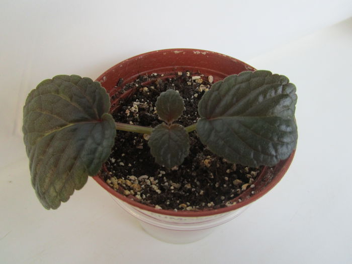 Eumorpha (6-XI-2014) Eumorpha (6-XI-2014)