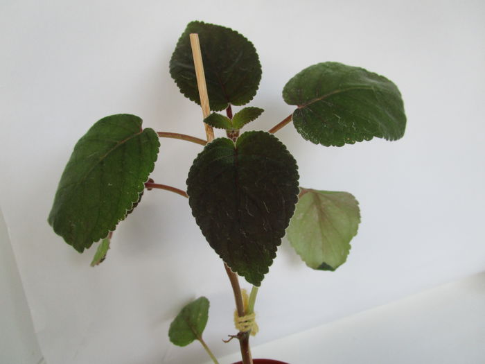 Isa s Gorgeous (6-XI-2014) Isa s Gorgeous (6-XI-2014)