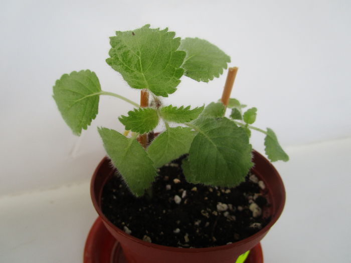 Gerdtiana (6-XI-2014) Gerdtiana (6-XI-2014)