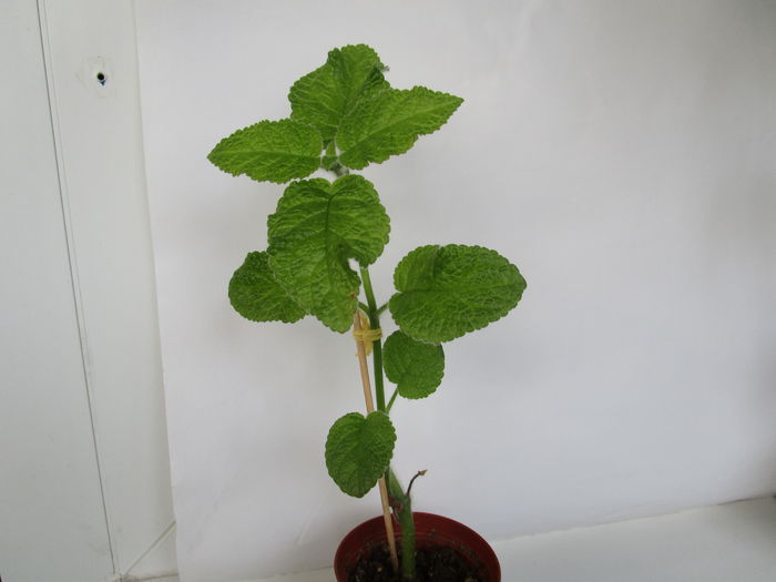 Peridot s Calipso (6-XI-2014) Peridot s Calipso (6-XI-2014)