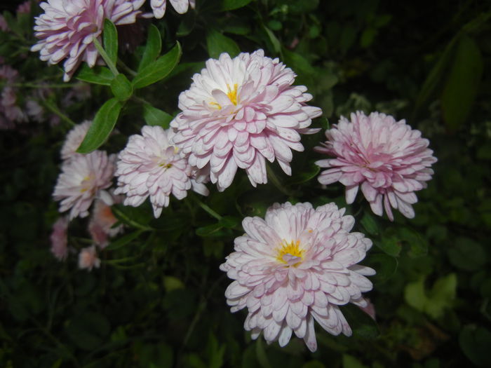 Pink & Yellow Chrysanths (2014, Nov.02)