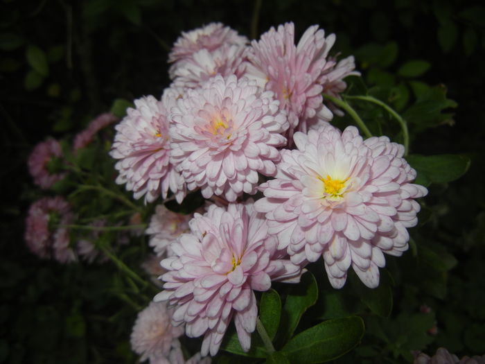 Pink & Yellow Chrysanths (2014, Nov.02) - Pink Yellow Chrysanthemum