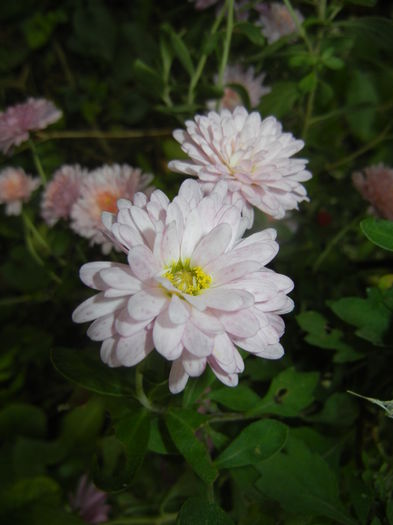 Pink & Yellow Chrysanths (2014, Nov.02)