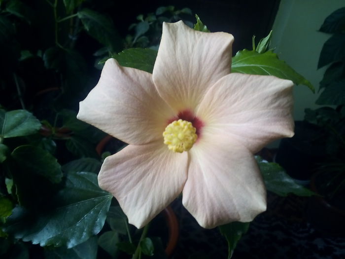  - hibiscus