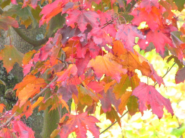  - Diverse 2 - Gradina cu frunze