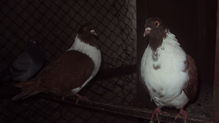 perechea 5 - rosu =VANDUTI=