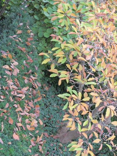  - Diverse 2 - Gradina cu frunze