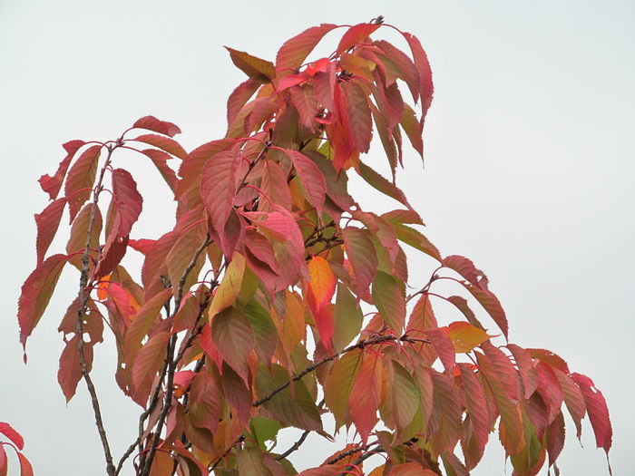 ciresul ornamental - Diverse 2 - Gradina cu frunze