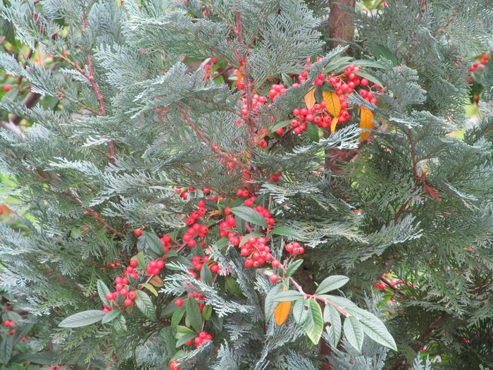  - Diverse 2 - Gradina cu frunze