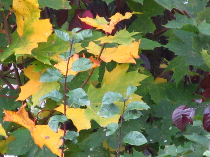  - Diverse 2 - Gradina cu frunze