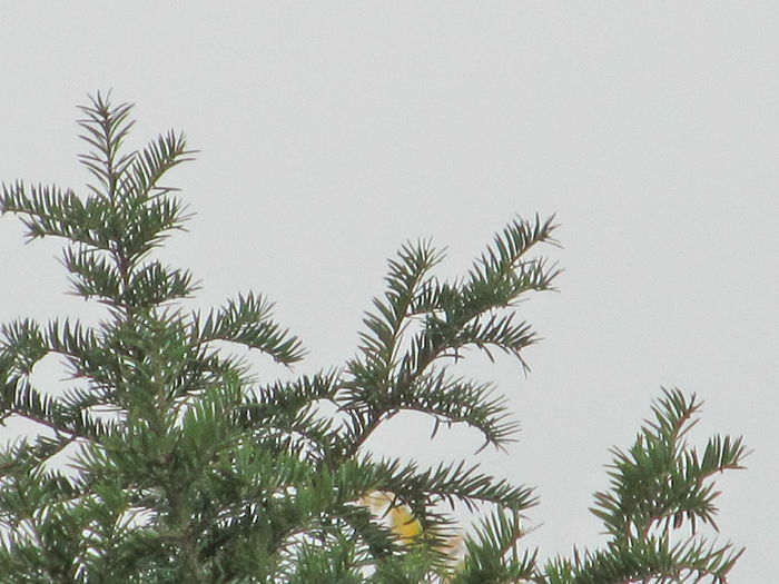 tisa - Diverse 2 - Gradina cu frunze