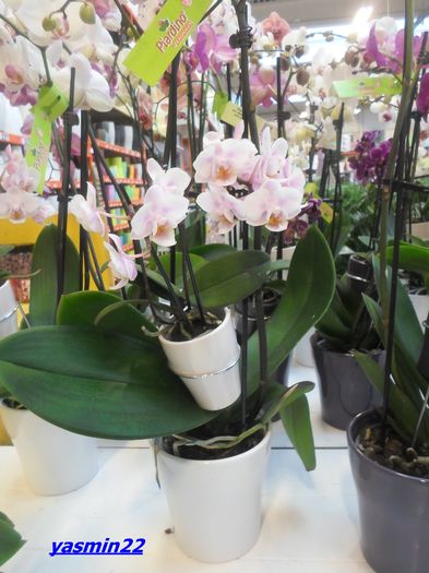 317 PHALAENOPSIS