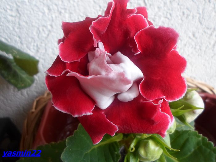 522   Sept.2014 - Gloxinia Red-pierdut