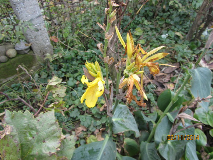 Canna in Noiembrie; Asteapta sa fie scoasa pentru beci
