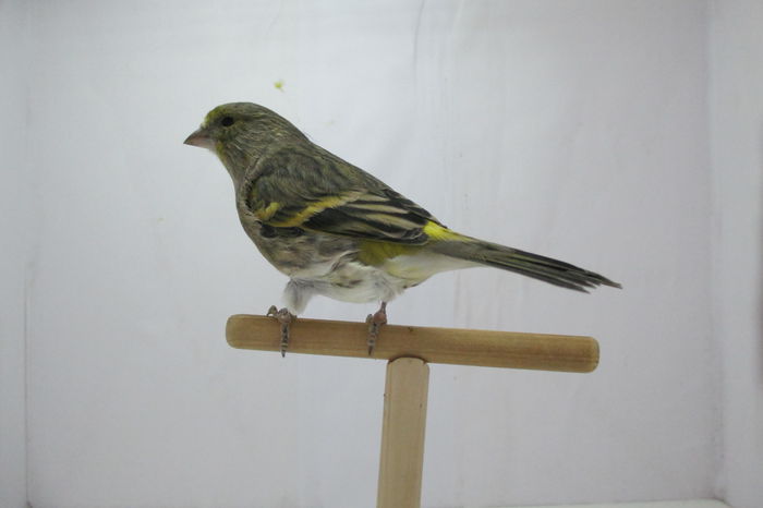 IMG_0521; bastard cu mozambic femela
