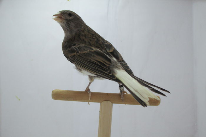 IMG_0557; bastard din bastardul de canarus
