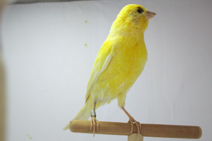IMG_0631 - canari