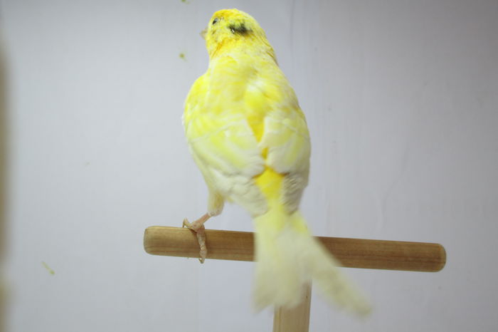 IMG_0633 - Copy - canari