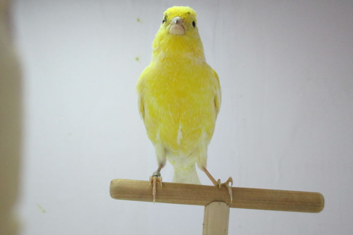 IMG_0635 - canari
