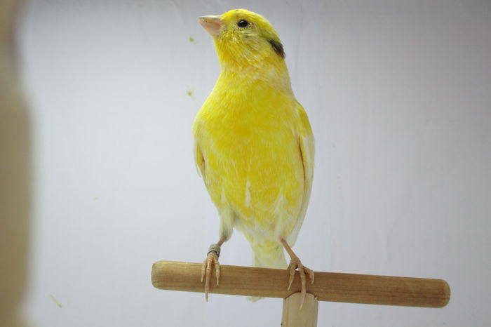 IMG_0636 - canari