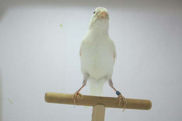 IMG_0641 - canari