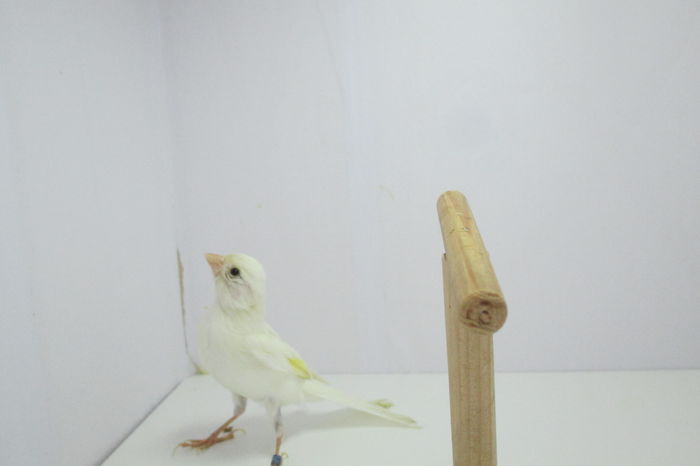 IMG_0648 - canari