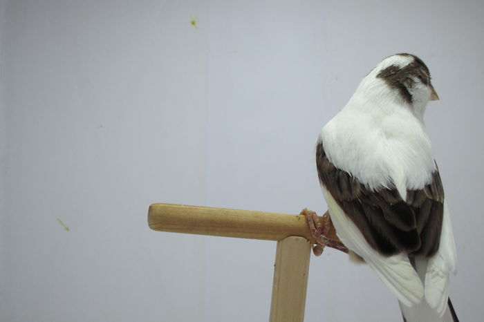 IMG_0651 - Copy - canari