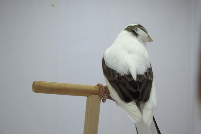 IMG_0652 - canari