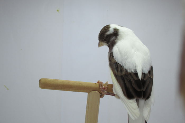 IMG_0653 - Copy - canari