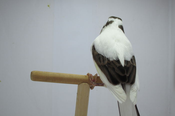IMG_0654 - canari
