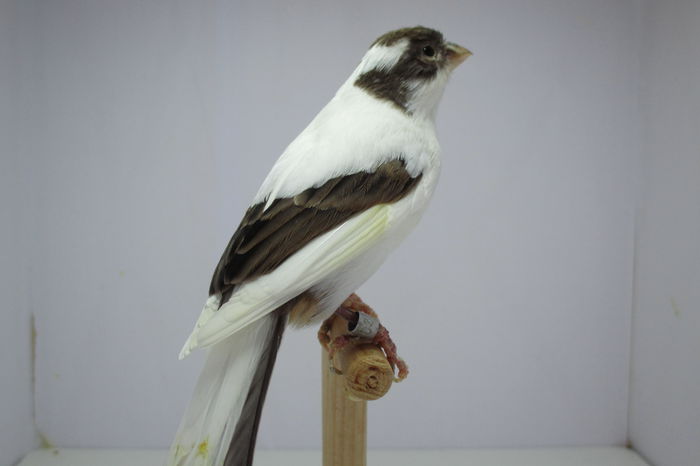 IMG_0655 - Copy - canari