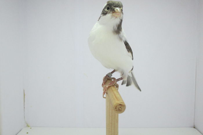 IMG_0656 - Copy - canari