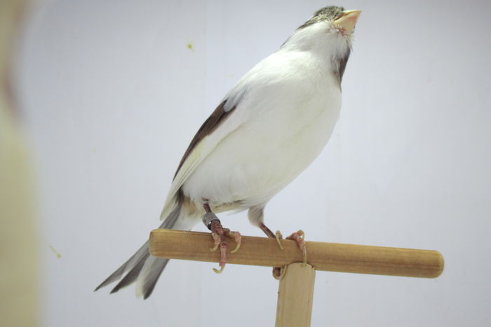 IMG_0658 - canari