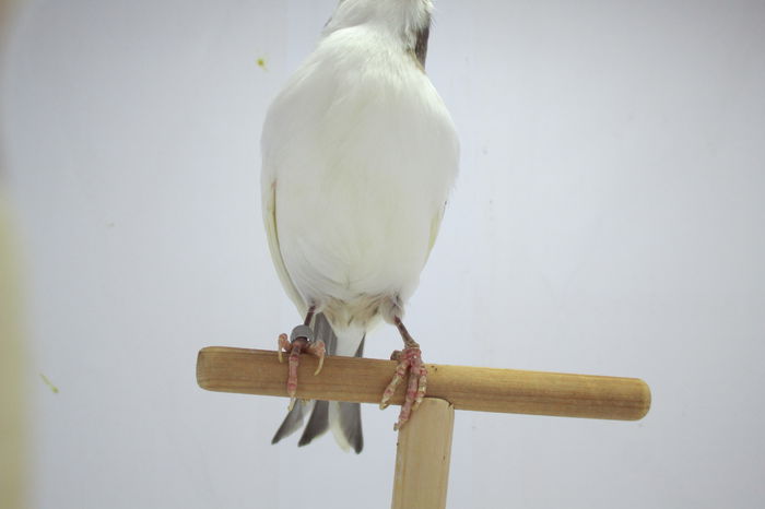 IMG_0659 - canari