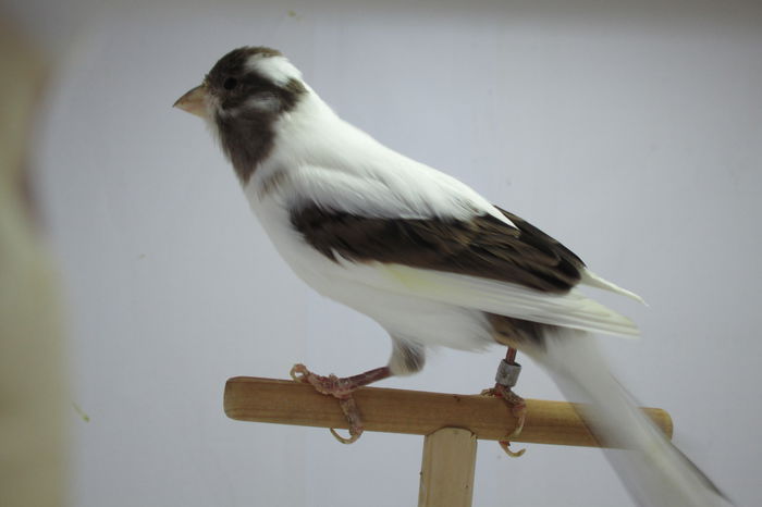 IMG_0660 - canari