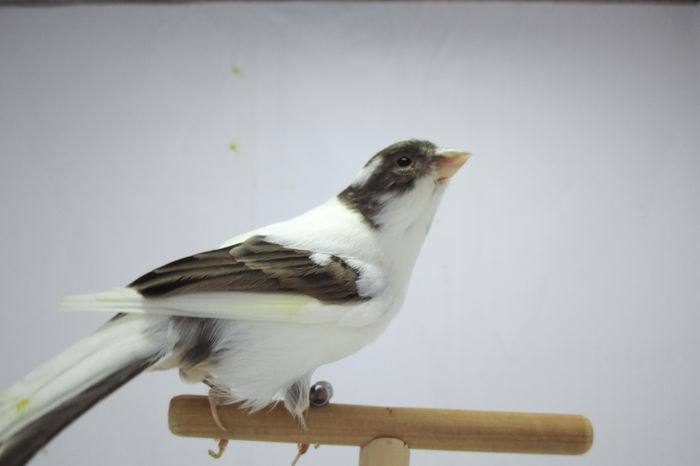 IMG_0663 - canari