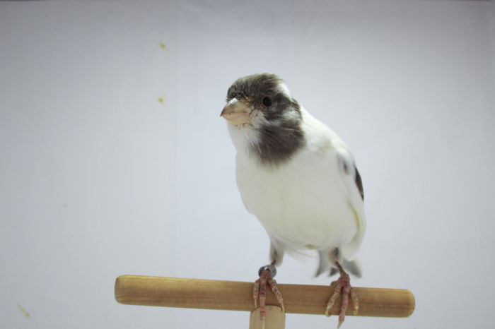 IMG_0664 - canari