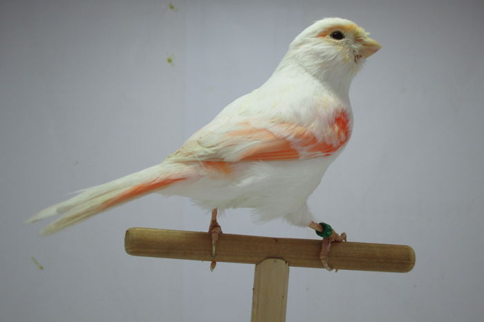 IMG_0666 - canari