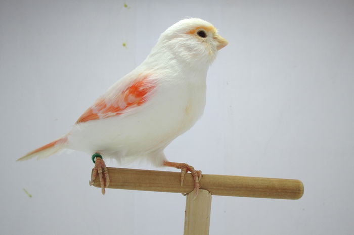 IMG_0667 - canari