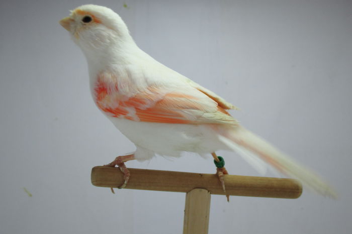 IMG_0668 - canari