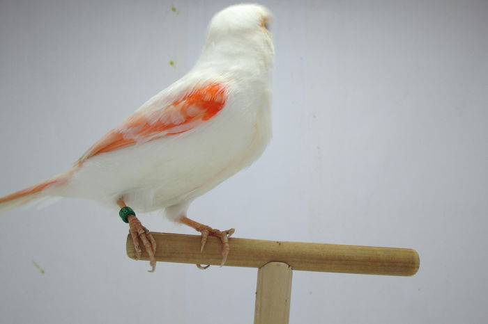 IMG_0669 - canari
