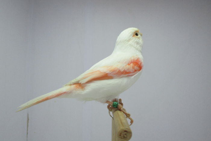 IMG_0670 - canari
