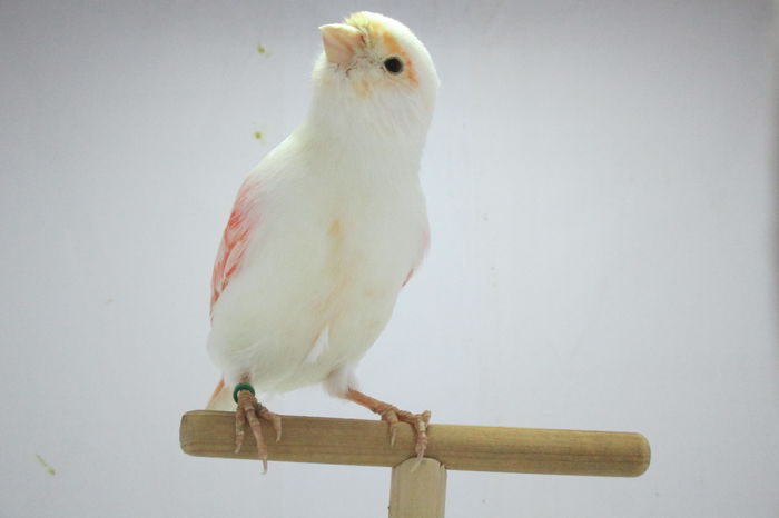 IMG_0672 - canari