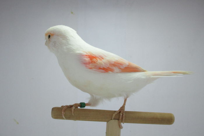 IMG_0674 - canari