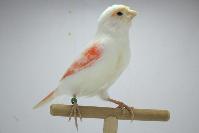 IMG_0675 - canari