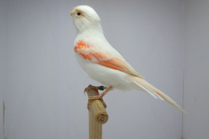 IMG_0676 - canari