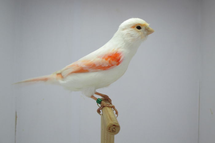 IMG_0678 - canari