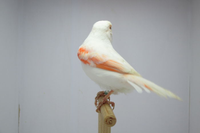 IMG_0679 - canari